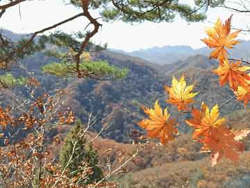 澳門正版資料免費(fèi)大全新聞最新大神全解析，澳門正版資料免費(fèi)大全，最新新聞與大神全解析