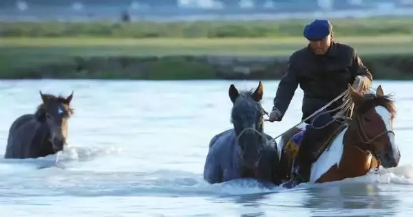 今晚澳門特馬開什么今晚四不像，澳門特馬今晚開獎結果及四不像分析